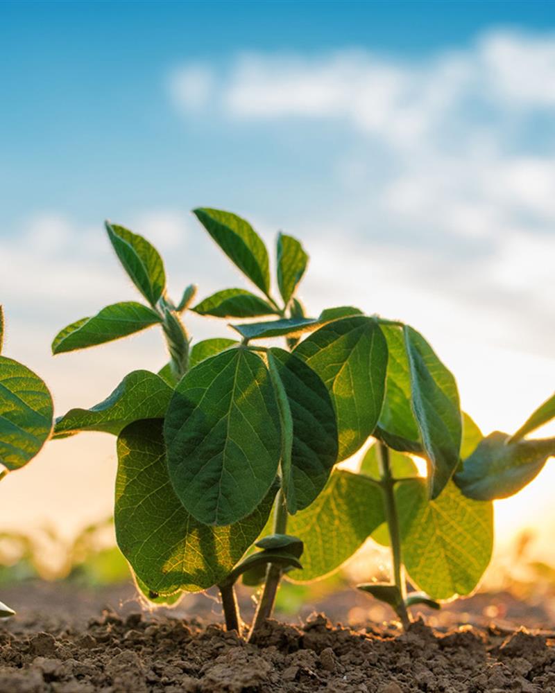 Plant Growth Regulators (PGR)
